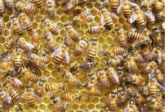 蜜蜂一般多少钱一箱?